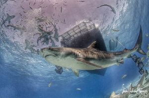 Tiger Tiger under the Shear Water - Tiger Beach Bahamas by Steven Anderson 